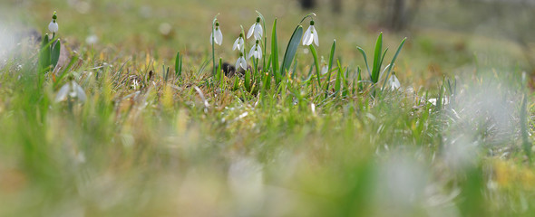 Schneeglöckchen