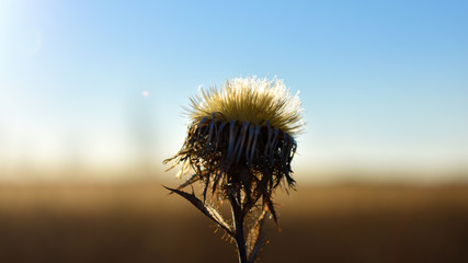 dandelion on blue sky background