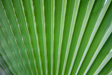 Texture of bright green tropical leaves. Summer vegetative background. Natural summer and spring background. Copy space.