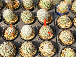 cactus in the garden