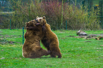Two brown bears fighting with each other, aggressive animal behaviors, Well spread animal through...