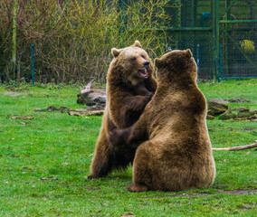 two brown bears playing with each other, playful animal behavior, common animals of Eurasia
