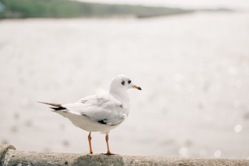 seagull on beach