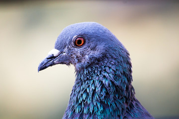 Pigeon