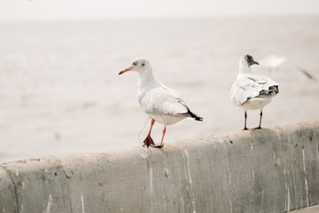 seagull on the beach