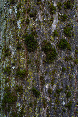 Obraz premium Bark Texture