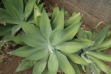 Obraz premium PLANTE.FUNCHAL