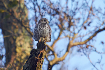 Eurasian pygmy owl (Glaucidium passerinum)