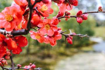 Close up of red Plum Blossoms blooming in spring in a Japanese Garden.