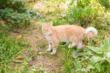 Cat walking on green grass in summer day