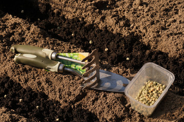 Early spring works in the backyard garden. Shoulder, rake and container with seeds of green peas.