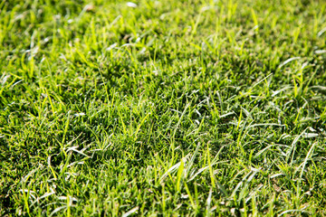 Green grass natural background texture, Lawn for the background . Summer vegetative background. Natural summer and spring background.