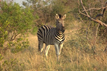Zebra