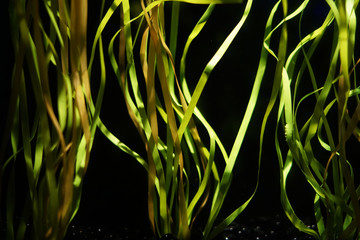 close up on seaweed underwater in the ocean