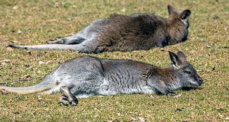Bennett's wallaby on the lawn. Latin name - Macropus rufogriseus  © Mikhail Blajenov