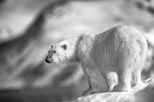 Of ice