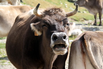 Vaca