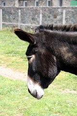 Fototapeta premium Animal