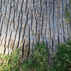 Tree bark entwined with green grass. Texture of natural natural background. Place for text and image.