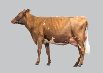 Young dairy cow.