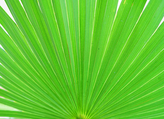 Obraz premium close up on green palm tree leaf texture