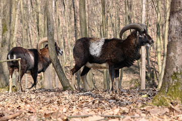 European mouflon (Ovis orientalis musimon). Wildlife animal.