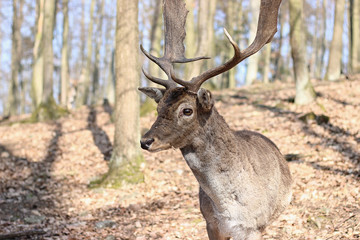European Fallow Deer in the forest