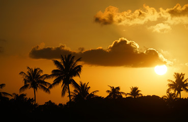 tropical landscape of coconut trees silhouette during sunset