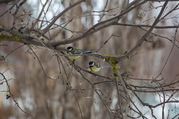 bird tit is sitting on a branch