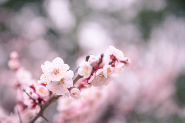 Close up of pink Cherry Blossoms flowering