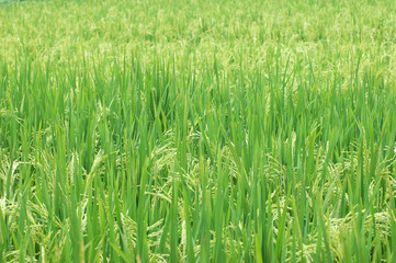 green rice field in farmland in Asia