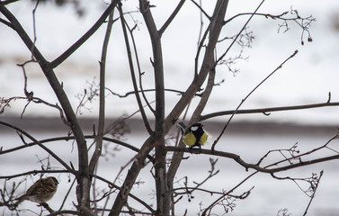 bird tit is sitting on a branch