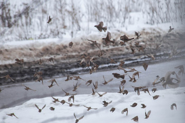 the birds fly away fearfully