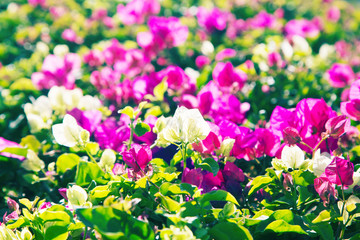Bright flowers. Summer and spring background. Multicolored flowers in the sunlight.