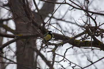 bird tit is sitting on a branch