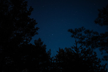 tree and stars