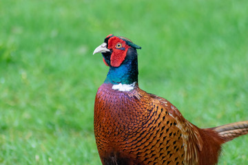 Plakat Pheasant in Garden
