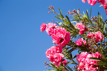 Blooming pink oleander flowers or nerium in garden, on the background blue bright sky. Frame and...