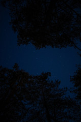 Fototapeta premium tree and stars