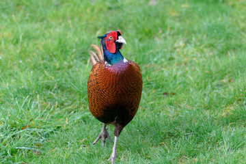 portrait of pheasant