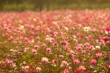 Filed of colorful cosmos is in sunset time as beautiful flora background