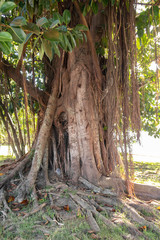 old fig tree, árvore figueira (Ficus elastica)