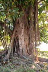old fig tree, árvore figueira (Ficus elastica)