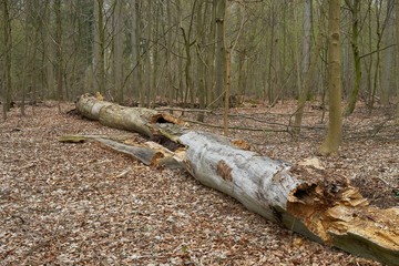 A big tree has fallen over and is slowly decaying. Photographed in a nature reserve.