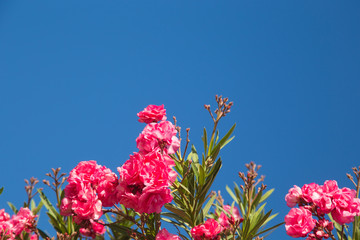 Blooming pink oleander flowers or nerium in garden, on the background blue bright sky. Frame and...