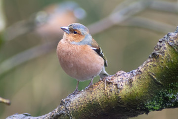 bird on a branch