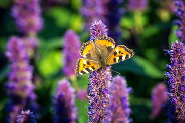 a butterfly on a purple Hyacinth flower.