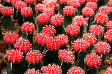 Selected focused on a group of small and colourful cactus planted in small plastic pots. The cactus will be used as indoor decoration. Sale to the customer as income for farmers.   