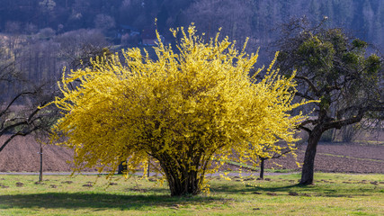 Leuchtend gelber Forsythienbusch im Garten