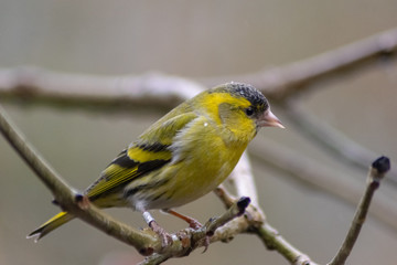 bird on a branch